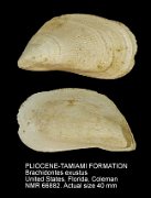 PLIOCENE-TAMIAMI FORMATION Brachidontes exustus